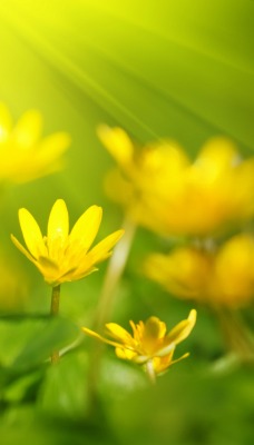 Желтые цветы весна лучи