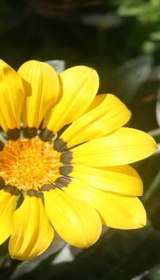 Цветок желтый