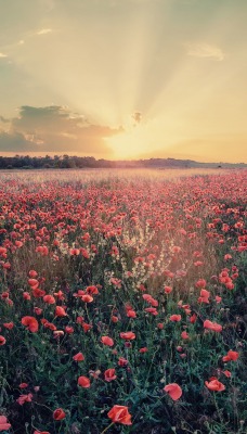 закат поле красные цветы небо облака