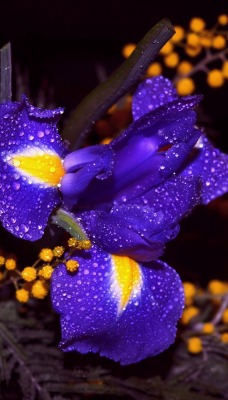 цветок фиолетовый