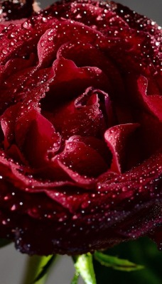 роза бордовая капли