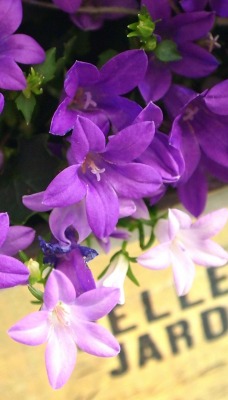 фиолетовые цветы в коробке