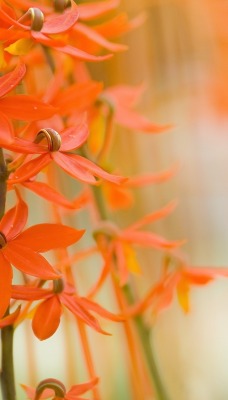 цветы оранжевые природа