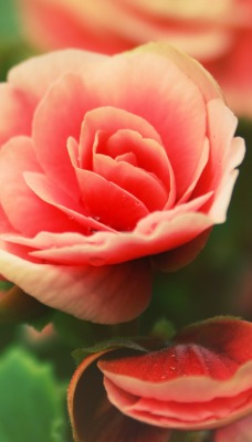 красная роза цветок природа