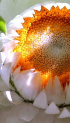 Цветок белый распускающийся