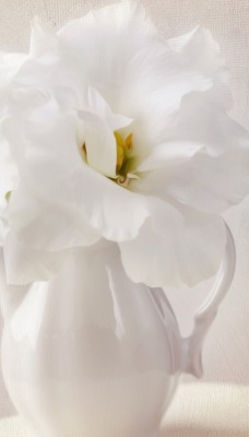 белые цветы ваза