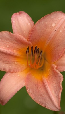 Розовая орхидея макро