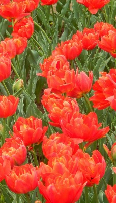 цветы красные природа тюльпаны трава