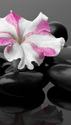 Камни черные цветок
