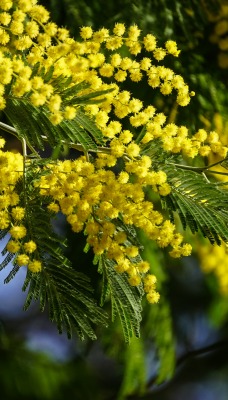 природа желтые цветы мимозы