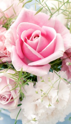 Роза розовая