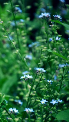 природа синие цветы трава