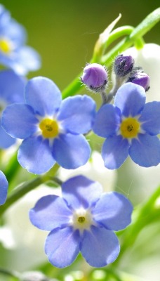 Белые ландыши синие цветы