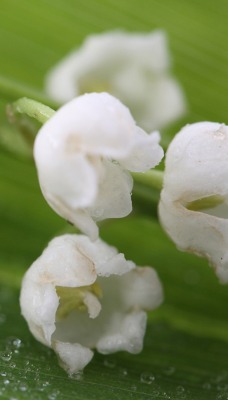 природа белые цветы ландыши