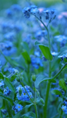 Цветы синие