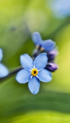 незбудки синие цветы природа крупный план