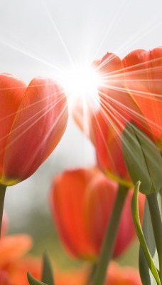 красный тюльпан цветы свет солнца