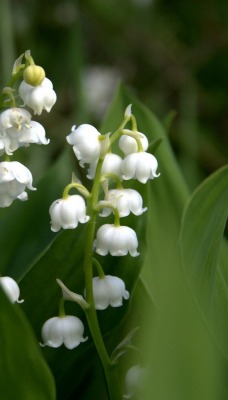 ландыши белые цветы природа
