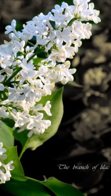 белые цветы природа