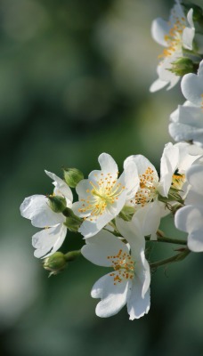 яблоня белые цветы ветка природа