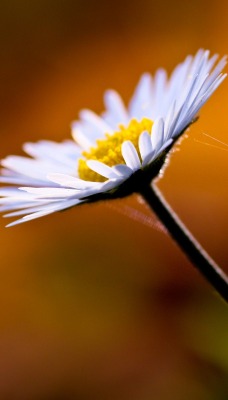 цветок природа ромашка