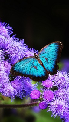 природа цветы синие насекомое бабочка