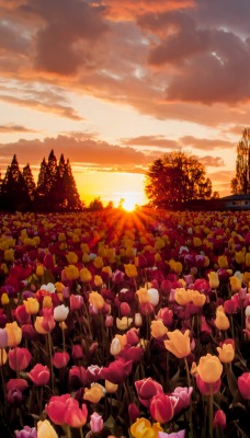 Тюльпаны поле закат