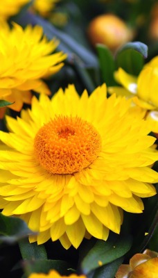природа желтый цветок бессмертник