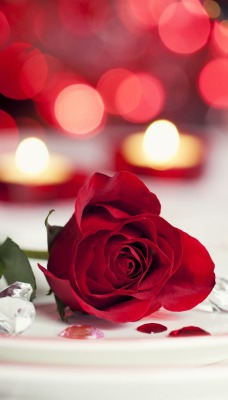 роза цветок тарелка