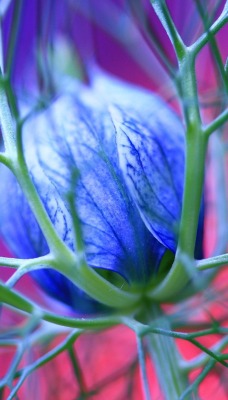 природа синий цветок