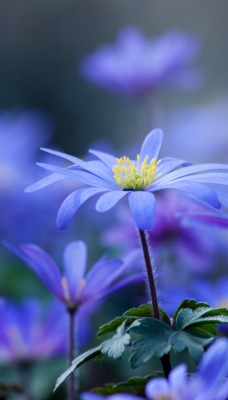 синие цветы природа