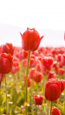 Тюльпаны поле красные