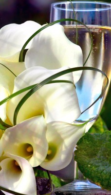 природа белые цветы лилии