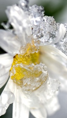 природа цветы ромашка лед
