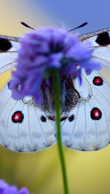 бабочка крылья цветок природа
