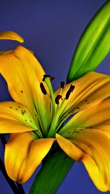 природа цветок желтый