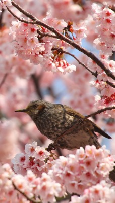 природа животные птицы цветы