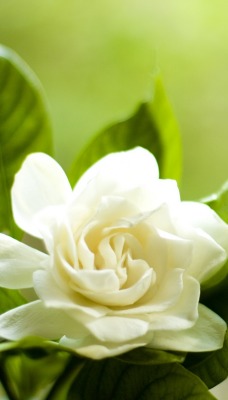 природа белая гардения цветы
