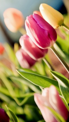 природа цветы тюльпаны крупный план