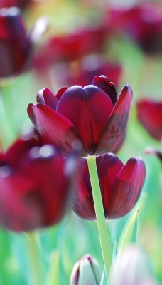 природа красные цветы тюльпаны крупный план