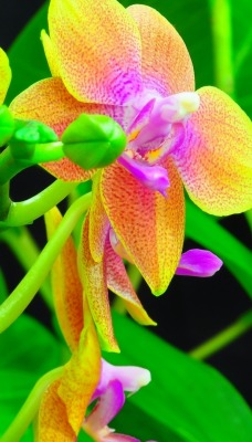 природа цветы орхидеи крупный план