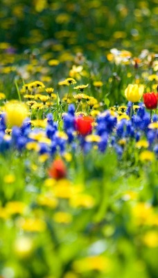 природа цветы поле весна