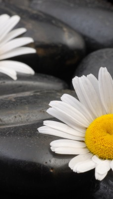 природа цветы ромашки nature flowers chamomile