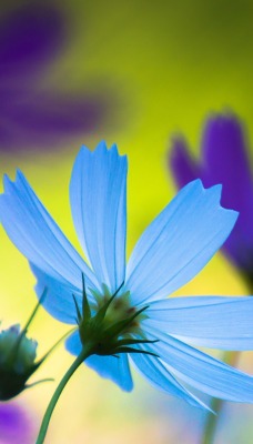 природа цветы голубые