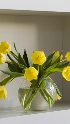 природа цветы желтые тюльпаны