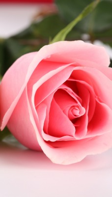 природа цветы розы белые красные розовые
