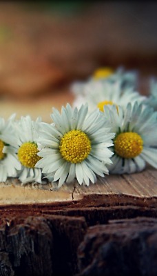 Ромашки пенек пень Chamomile stump