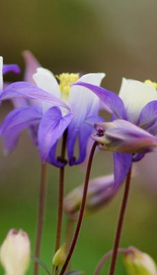 природа цветы nature flowers