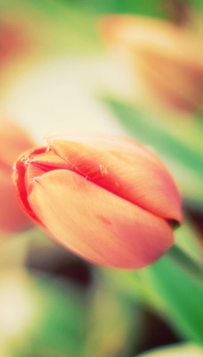 Тюльпан макро Tulip macro