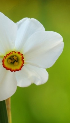 цветок макро flower macro